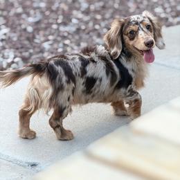 Cedar - Dachshund