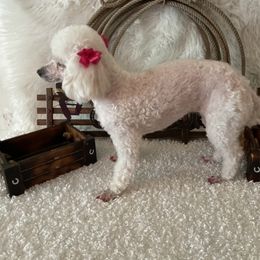 Daisy - Poodle
