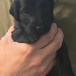 Boy 4 - male Flat-Coated Retriever puppy in Reno, Nevada from Clear Creek Kennel
