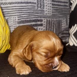 Napoleon - Ruby male Cavalier King Charles Spaniel puppy in Stockdale, Texas from Great Oaks Farm Cavaliers