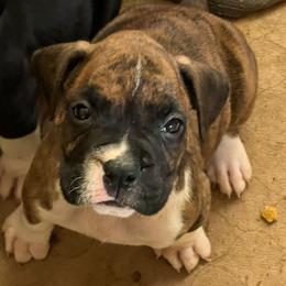 Brittany - Brindle female Boxer puppy in Cannon Falls, Minnesota from Pattys Boxers and Bulldogs