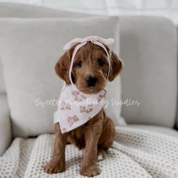 Thistle Patch - Red  female Goldendoodle puppy in Roanoke Rapids, North Carolina from Sweeter than Honey Doodles