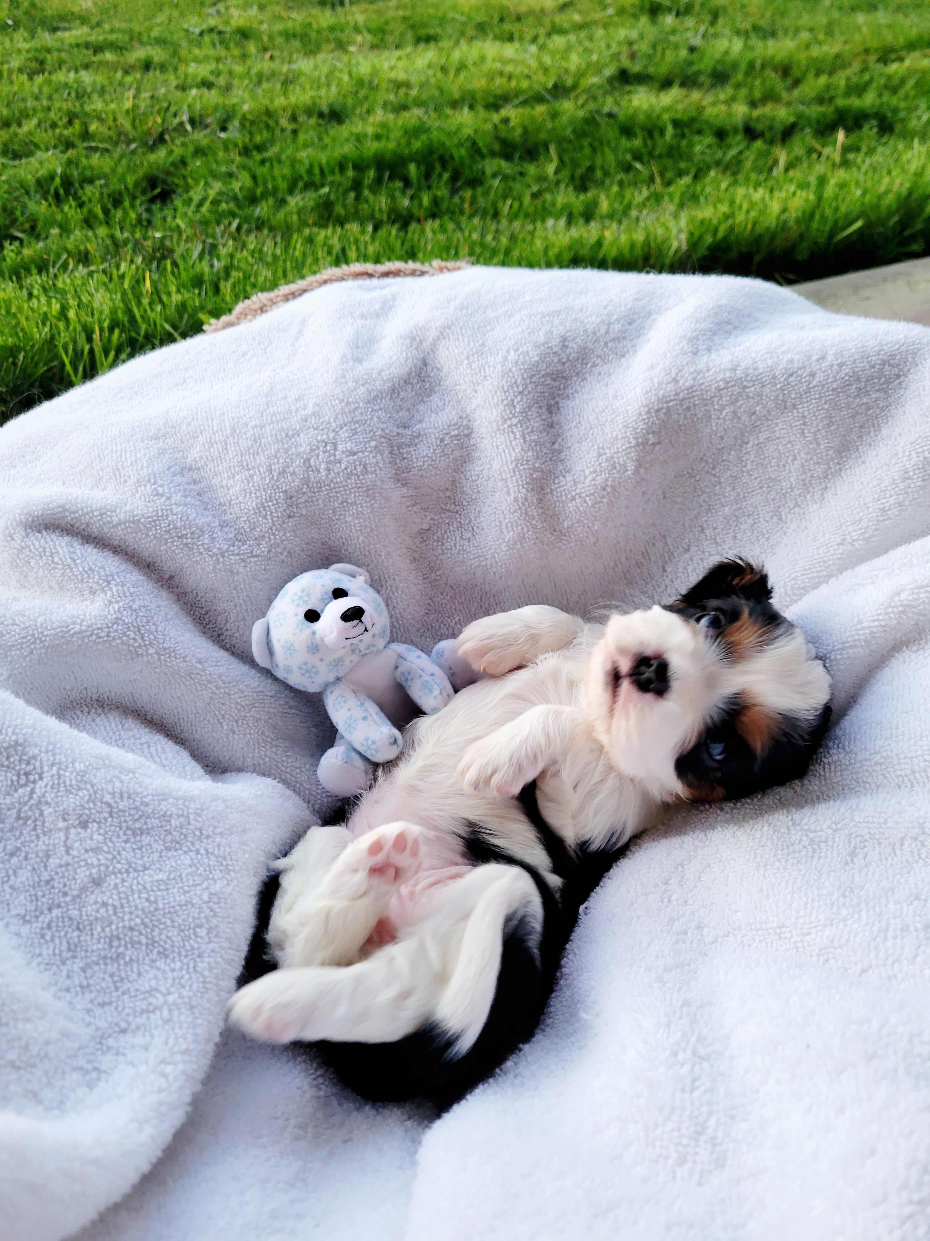 Cavalier King Charles Spaniel Puppies from Southern California Cavaliers