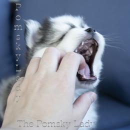 Buddy - Black and white male Pomsky puppy in Princeton, Texas from Pomsky Lady
