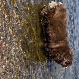 Miniature Australian Shepherd All Grown Up from ME Kennels