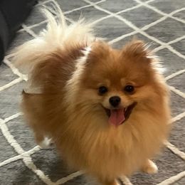 Chloe - Pomeranian