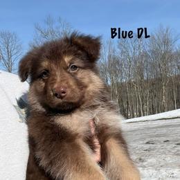 Blue DL - Bi-color male German Shepherd puppy in Terra Alta, West Virginia from Shepherd Country Farm and Kennels