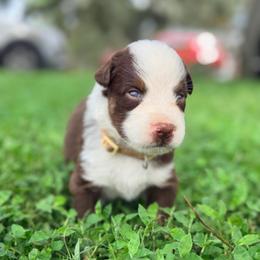 Piper AKC - Red tri-color female Australian Shepherd puppy in Polk City, Florida from Skaky Shepherds