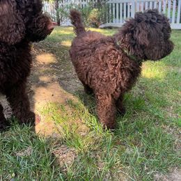 Australian Labradoodle Puppies from Aurora Australian Labradoodles