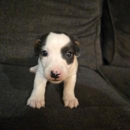Boy 3 - Tri-color male Russell Terrier puppy in Kemp, Texas from Dodd's Shorty Jack Russells