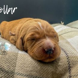Pink Collar - Dark golden female Golden Retriever puppy in Cheyenne, Wyoming from Golden Badger Kennels
