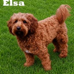ELSA - Goldendoodle