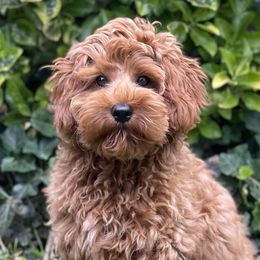 Lotus - Australian Labradoodle