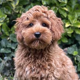 Lotus - Australian Labradoodle