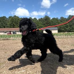Poodle puppies from MizzElle’s Standard Poodles