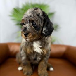 Heir - Merle male Cavapoo puppy in Huntington, West Virginia from McCloud’s Poodles & Doodles