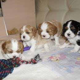 Cavalier King Charles Spaniel Puppies from London Fog Cavaliers