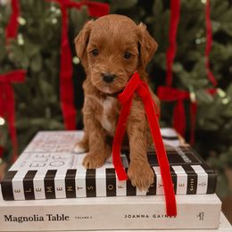 Karen Kringle - Red  female Goldendoodle puppy in Fleming Island, Florida from Island Doodles