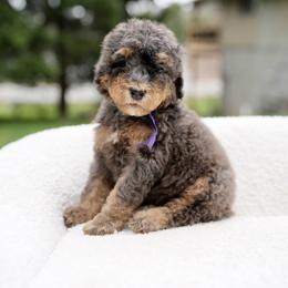Purple collar - Merle female Bernedoodle puppy in Spokane, Washington from Doodle Love