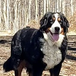 Piper - Bernese Mountain Dog