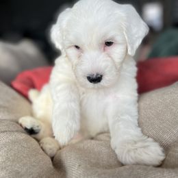 Portuguese Water Dog Puppies from Stacy's PWD Portuguese Water Dogs
