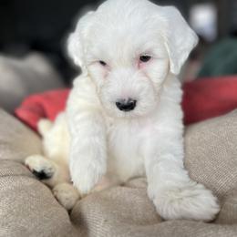 Portuguese Water Dog Puppies from Stacy's PWD Portuguese Water Dogs