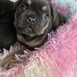 French Bulldog Puppies from Hauppy’s Frenchies