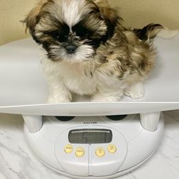 Shih Tzu Puppies from Willow Lane Shih Tzus