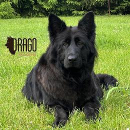 Oja - German Shepherd