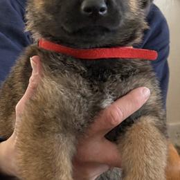 Red Girl - Sable female German Shepherd puppy in Grantsville, Utah from Vom Haus Denfors K9 - Working German Shepherds