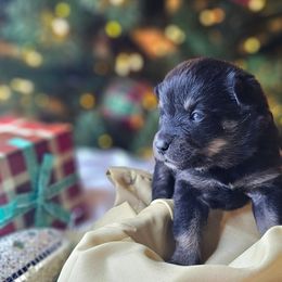 Aurora - Black and tan female Companion Cross puppy in Decatur, Illinois from We R Puppies