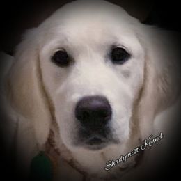Birdie - Golden Retriever