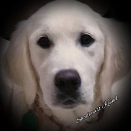 Birdie - Golden Retriever