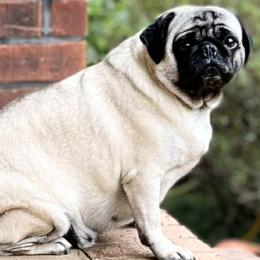 Pug puppies from Carla's Pugs