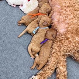 2nd pick female - Red female Cavapoo puppy in Mona, Utah from Hearts Full of Puppies