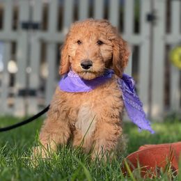Goldendoodle and Poodle Puppies from Funny Farm Poodles & Doodles