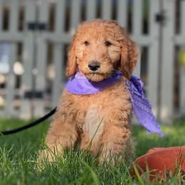 Goldendoodle and Poodle Puppies from Funny Farm Poodles & Doodles