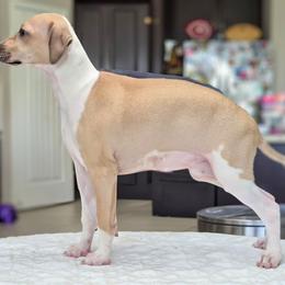 Extra - Tuncap's Extra Dividend - Blue fawn male Italian Greyhound puppy in Porter, Texas from Tuncap's Italian Greyhounds