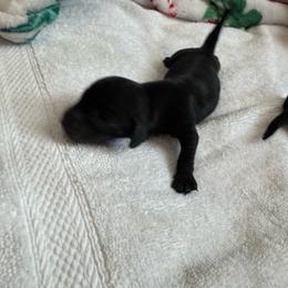 Winston: Boy solid black - Black male Dachshund puppy in Casselberry, Florida from Amore Mini Dachshund Breeders & More