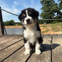 Snickers - Black tri-color male Australian Shepherd puppy in Denton, North Carolina from Double R Farm Aussies