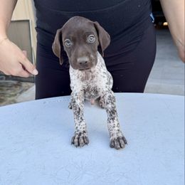 Gunner - Liver roan male German Shorthaired Pointer puppy in Glennville, Georgia from Andre Family Farms & Kennels