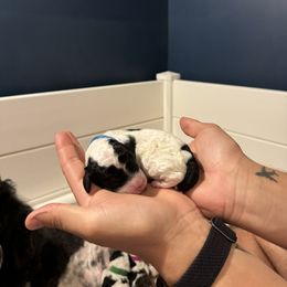 Baby blue collar girl - Parti female Poodle puppy in Apison, Tennessee from Brush Hollow Farms