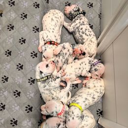 4th pick male - White and black male Dalmatian puppy in Arlington, Texas from Glasscock Dalmatians