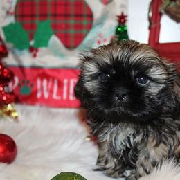 Boy 1 - Gold male Shih Tzu puppy in Craig, Colorado from Rocky Mountain Shih Tzus and Dry Creek Miniature Dachshunds