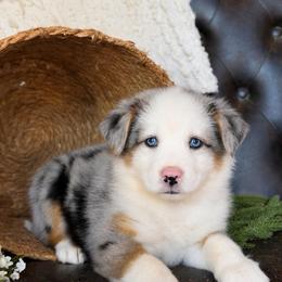 Clara- Has Tail and Videos- NOSE WILL FILL IN - Blue merle female Australian Shepherd puppy in Troy, South Carolina from Lana Corley- Australian Shepherds of 3/W Farms