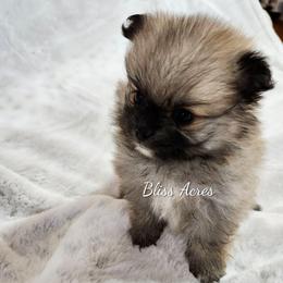 Amelia - Red sable female Pomeranian puppy in Ponca City, Oklahoma from Bliss Acres Farm