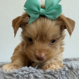 Popcorn aka Poppy - Gold male Yorkshire Terrier puppy in Los Angeles, California from 818 Yorkies