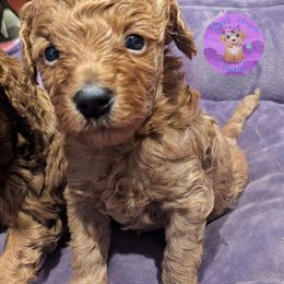 Calvin - Red  male Poodle puppy in Willow Spring, North Carolina from Sweet Dream Poodles