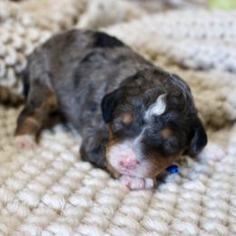 Easton - Blue merle male Bernedoodle puppy in Apple Creek, Ohio from Cuddle Paws