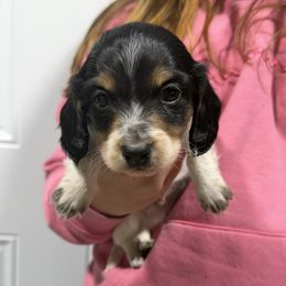 Chief(1400) - Piebald male Dachshund puppy in Mansfield, Missouri from Owens Farm